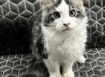 D You Are A Darling - Maine Coon Kitten For Sale - Cameron, MO, US