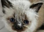 Long Hair Balinese Kitten - Balinese Kitten For Sale - Orlando, FL, US