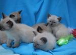 Willow spring babies - Siamese Kitten For Sale - Watseka, IL, US