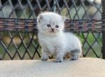 Chocolate color point British Shorthair boy - British Shorthair Kitten For Sale - Spokane, WA, US