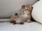 Golden chocolate spotted British shorthair boy - British Shorthair Kitten For Sale - Spokane, WA, US