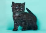 Allisson - British Shorthair Kitten For Sale - Gurnee, IL, US