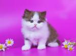 Xpatty Longhair - British Shorthair Kitten For Sale - Gurnee, IL, US