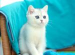Eddi - Brazilian Shorthair Kitten For Sale