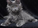 Darsy - Maine Coon Kitten For Sale - Gurnee, IL, US