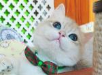Francis - British Shorthair Kitten For Sale - Boston, MA, US