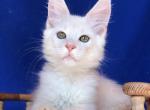 Volk - Maine Coon Kitten For Sale - Boston, MA, US
