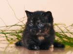 Omelia - British Shorthair Kitten For Sale - Boston, MA, US