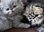 Persian Parlor - Persian Kitten For Sale - 