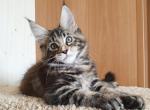 Jamey - Maine Coon Kitten For Sale - Boston, MA, US