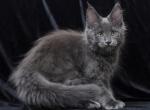 Darsy - Maine Coon Kitten For Sale - Boston, MA, US