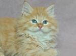 Xtrim - Siberian Kitten For Sale - Boston, MA, US
