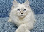 Willy - Siberian Kitten For Sale - Boston, MA, US
