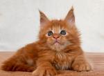 Tatosh - Maine Coon Kitten For Sale - Boston, MA, US