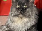 Phantom - Maine Coon Cat For Sale/Retired Breeding - Boerne, TX, US