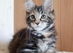 Joyce - Maine Coon Kitten For Sale - Houston, TX, US