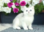 Eddi - British Shorthair Kitten For Sale - Houston, TX, US