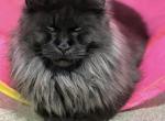 Black smoke boy - Maine Coon Kitten For Sale - Boerne, TX, US