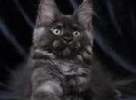 Diaspora - Maine Coon Kitten For Sale - Houston, TX, US