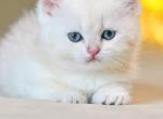 Iris - British Shorthair Kitten For Sale - Houston, TX, US
