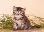 Oscar - British Shorthair Kitten For Sale - Houston, TX, US