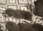 East tx manx babies - Manx Kitten For Sale - 