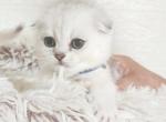 Scottish fold silver shaded boy - Scottish Fold Kitten For Sale - Seattle, WA, US