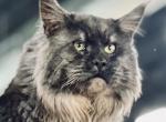 Black smoke - Maine Coon Kitten For Sale - Boerne, TX, US