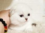 Scottish fold blue eyed chinchilla girl - Scottish Fold Kitten For Sale - Seattle, WA, US
