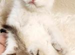 Scottish fold chinchilla girl BEAUTIFUL - Scottish Fold Kitten For Sale - Seattle, WA, US