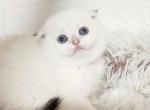 Scottish fold chinchilla girl BEAUTIFUL blue eyes - Scottish Fold Kitten For Sale - Seattle, WA, US