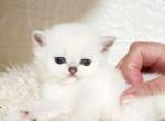 British shorthair chinchilla kitty available - British Shorthair Kitten For Sale - Seattle, WA, US