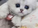British longhaired silver chinchilla kitten boy - British Shorthair Kitten For Sale - Seattle, WA, US