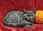 Orange - British Shorthair Kitten For Sale - Bridgewater, VA, US