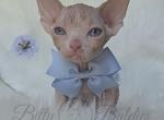 Copper - Sphynx Kitten For Sale - 