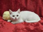 Yellow - British Shorthair Kitten For Sale - Bridgewater, VA, US
