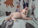 Lacey's Babies - Siamese Kitten For Sale - Reading, PA, US