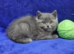 Green - British Shorthair Kitten For Sale - Bridgewater, VA, US
