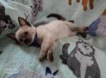 Lacey's Babies 1 - Siamese Kitten For Sale - Reading, PA, US
