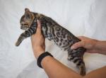 Yellow Collar Girl - Bengal Kitten For Sale - 