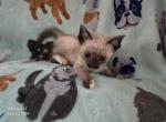 Lacey's Babies 2 - Siamese Kitten For Sale - Reading, PA, US