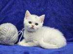 Silver - British Shorthair Kitten For Sale - Bridgewater, VA, US