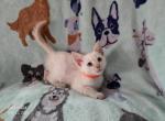 Lacey's Babies 3 - Siamese Kitten For Sale - Reading, PA, US