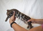 Green Collar Boy - Bengal Kitten For Sale - Manteca, CA, US