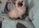 Lacey's Babies 4 - Siamese Kitten For Sale - Reading, PA, US