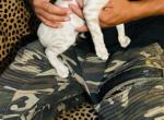 Carmella - Bengal Kitten For Sale - Dallas, TX, US