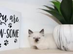 Anna - Ragdoll Kitten For Sale - Guys Mills, PA, US