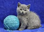 Aqua - British Shorthair Kitten For Sale - Bridgewater, VA, US