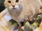 Sandy - Domestic Cat For Adoption - UT, US