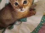 Ruddy barbie doll - Abyssinian Kitten For Sale - Plymouth, WI, US